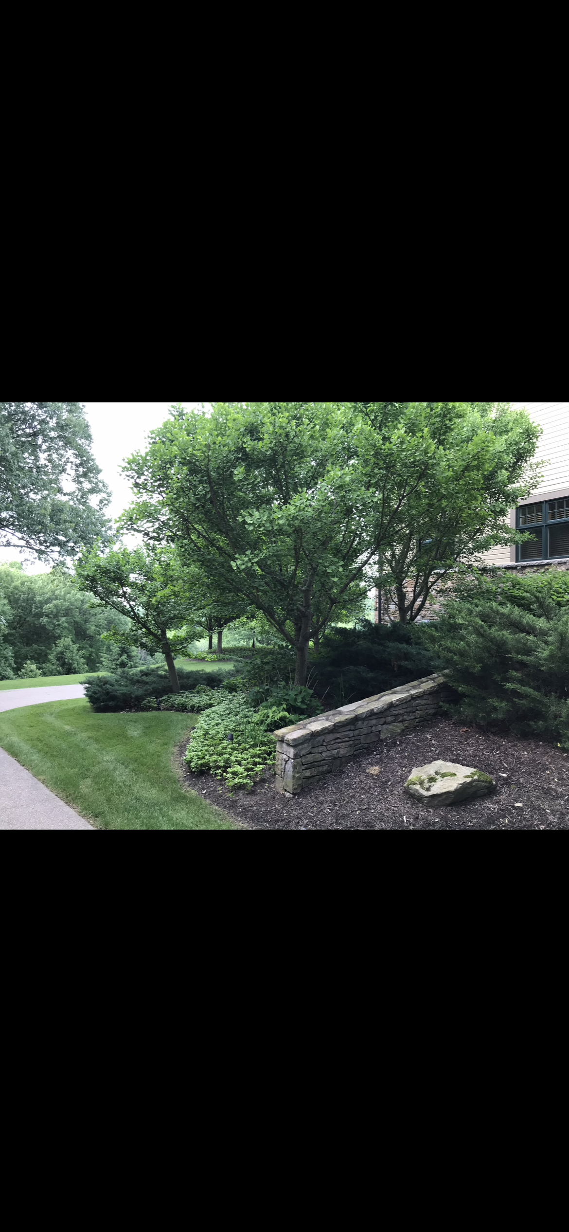 Landscaped garden bed with mature trees